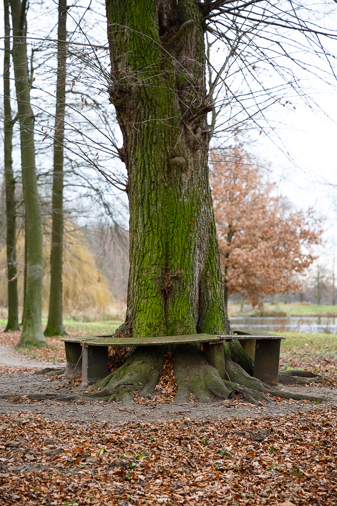 Baum im Park Rheda