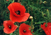 Mohn