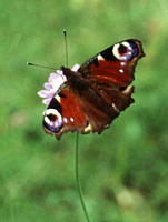 Schmetterling